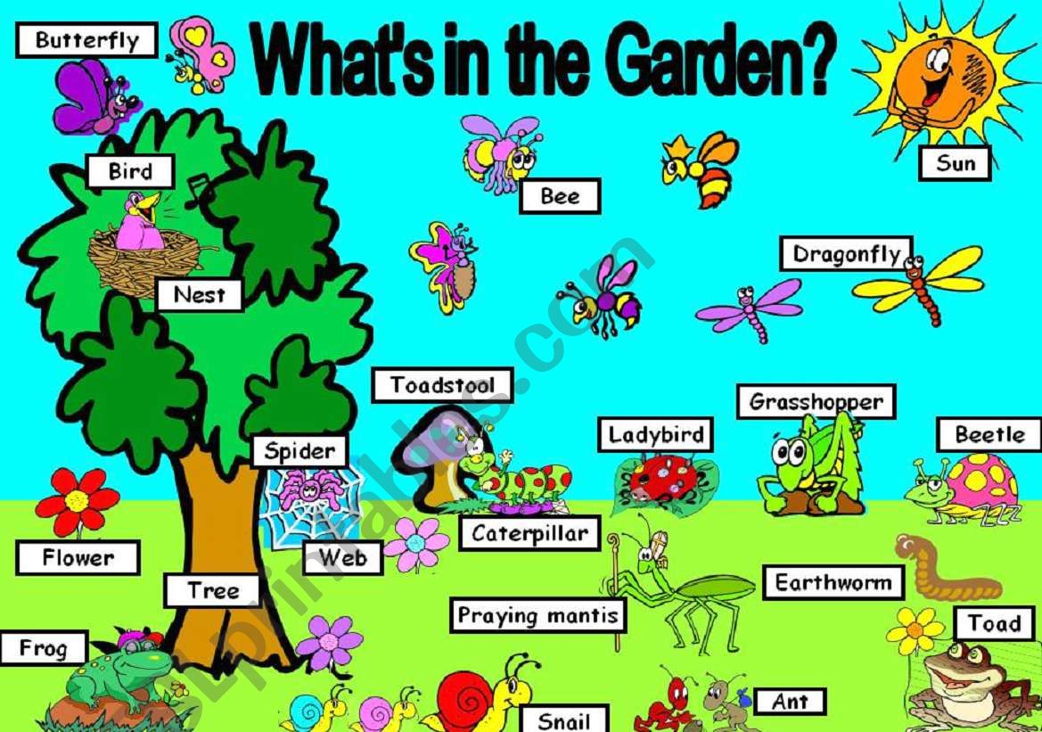 WhatÂ´s in the Garden? worksheet