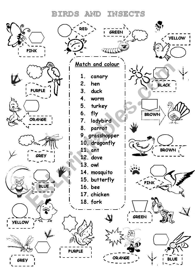 BIRDS AND INSECTS 1 worksheet