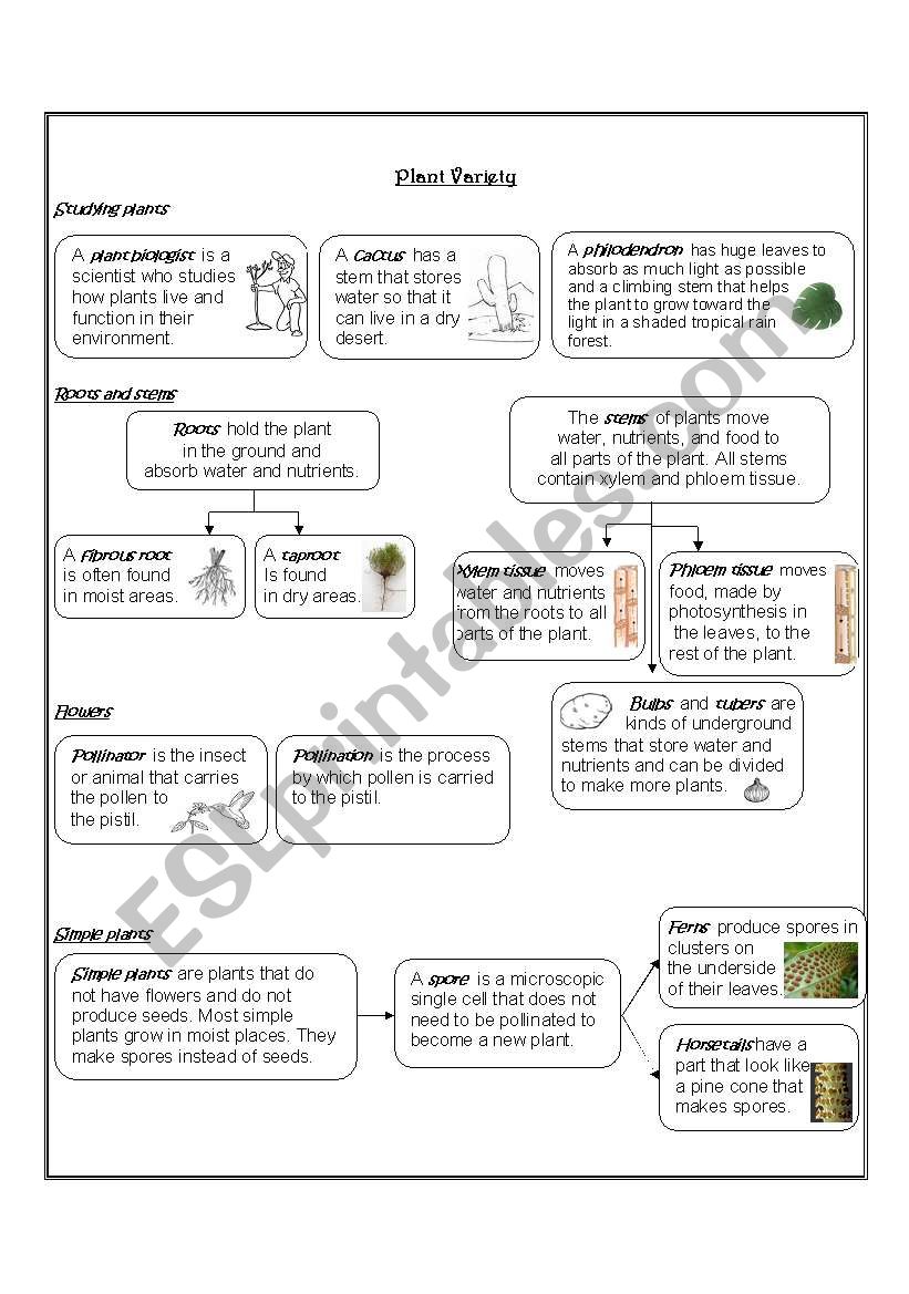 Plant Variety worksheet