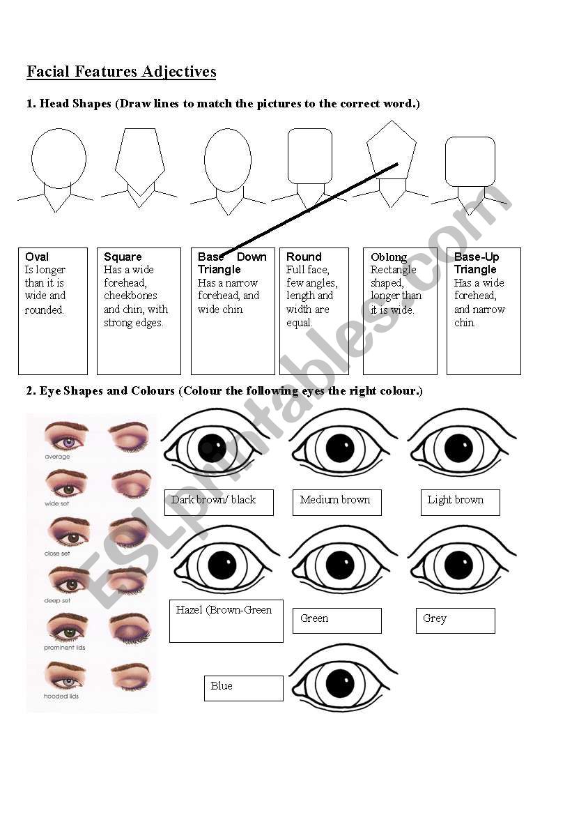 Facial Features Adjectives worksheet