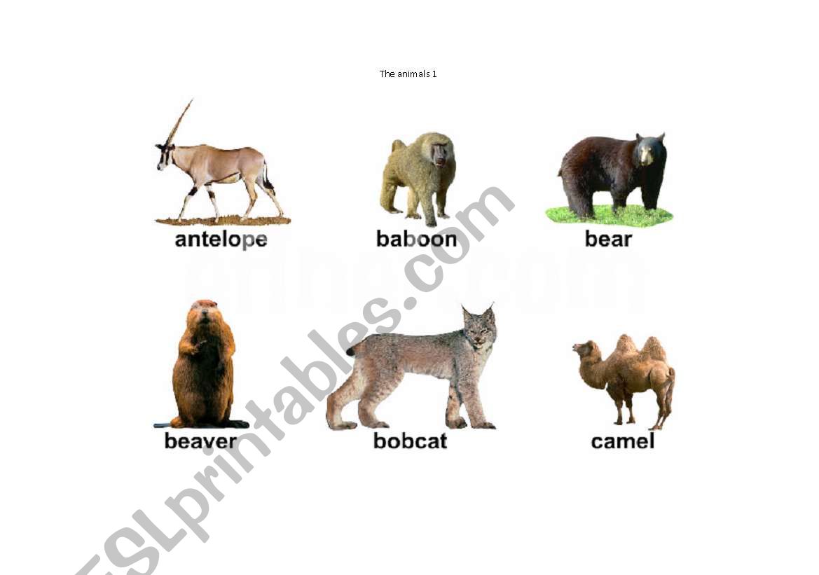 animal 1 worksheet