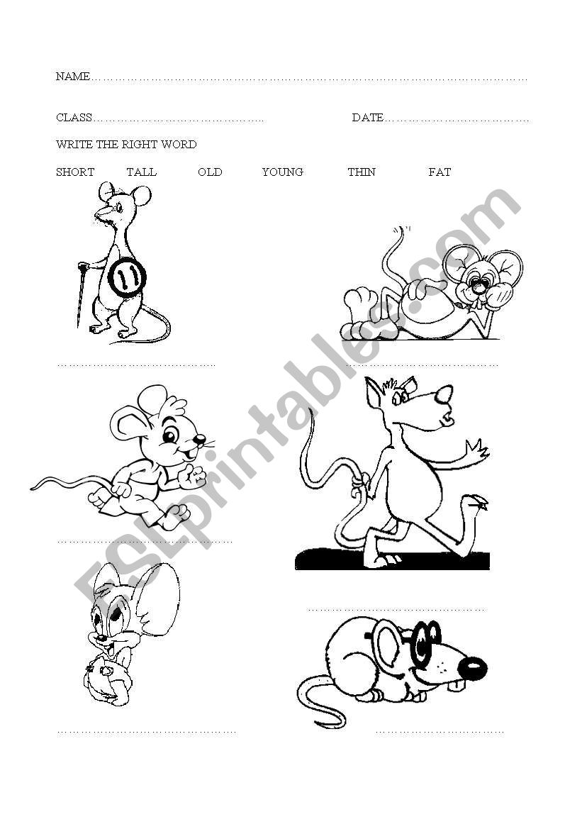 opposites worksheet