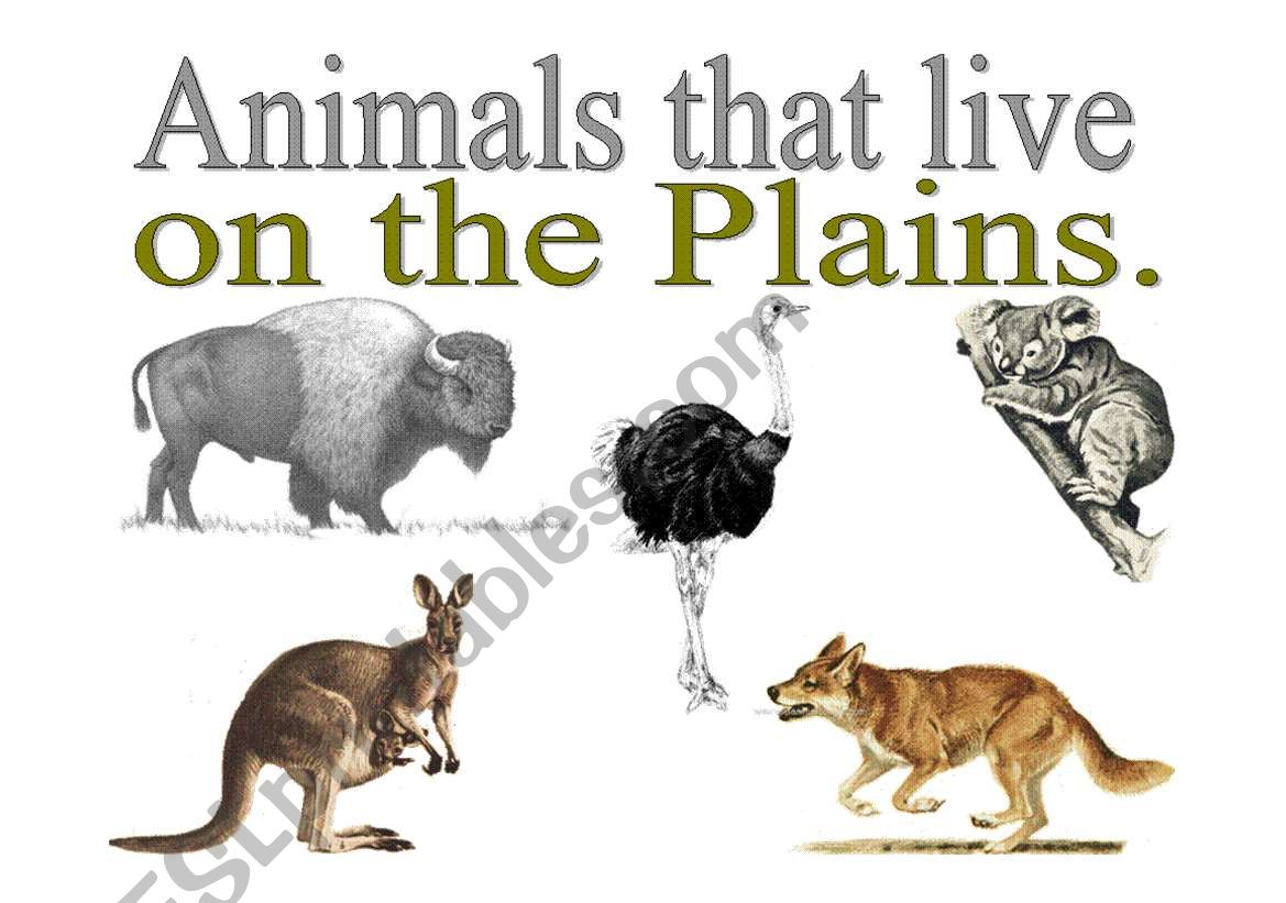 English worksheets: ANIMAL THAT LIVE ON THE PLAINS