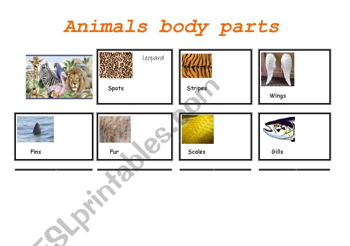 Animals  worksheet