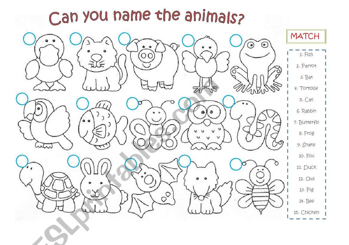 ANIMALS worksheet