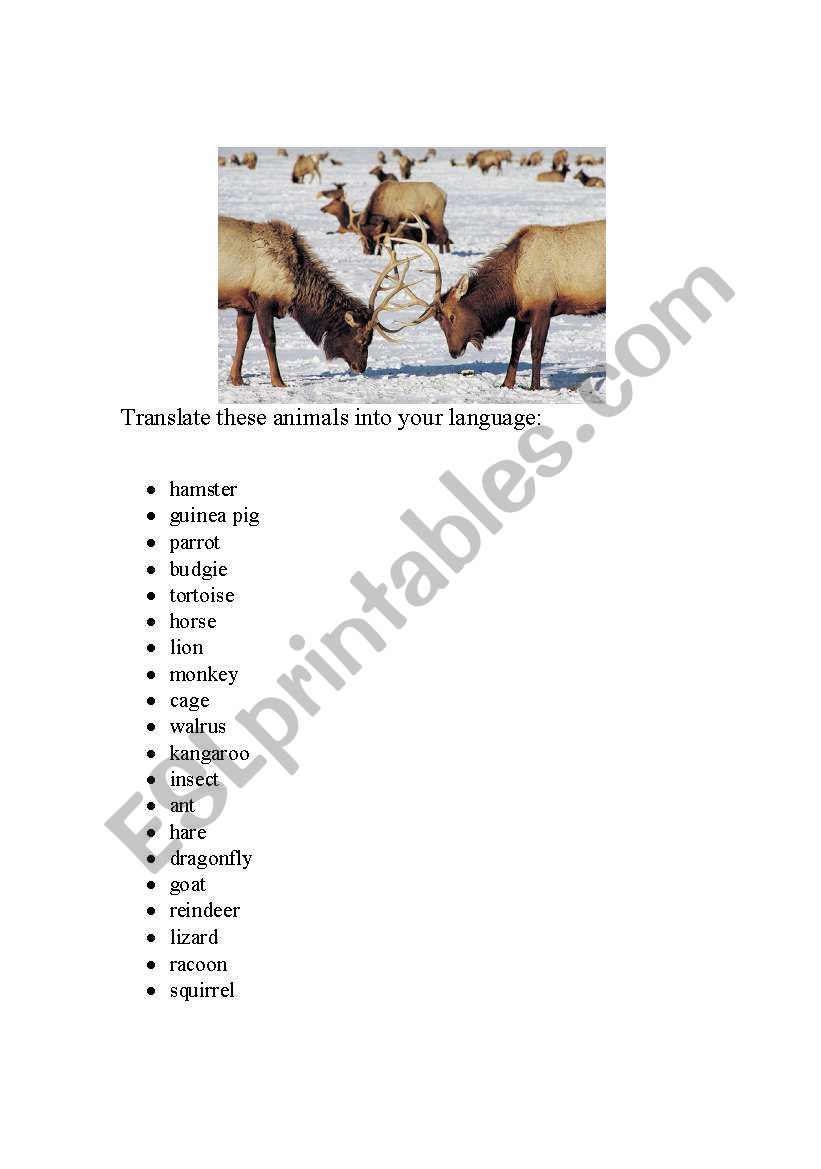 Animals worksheet