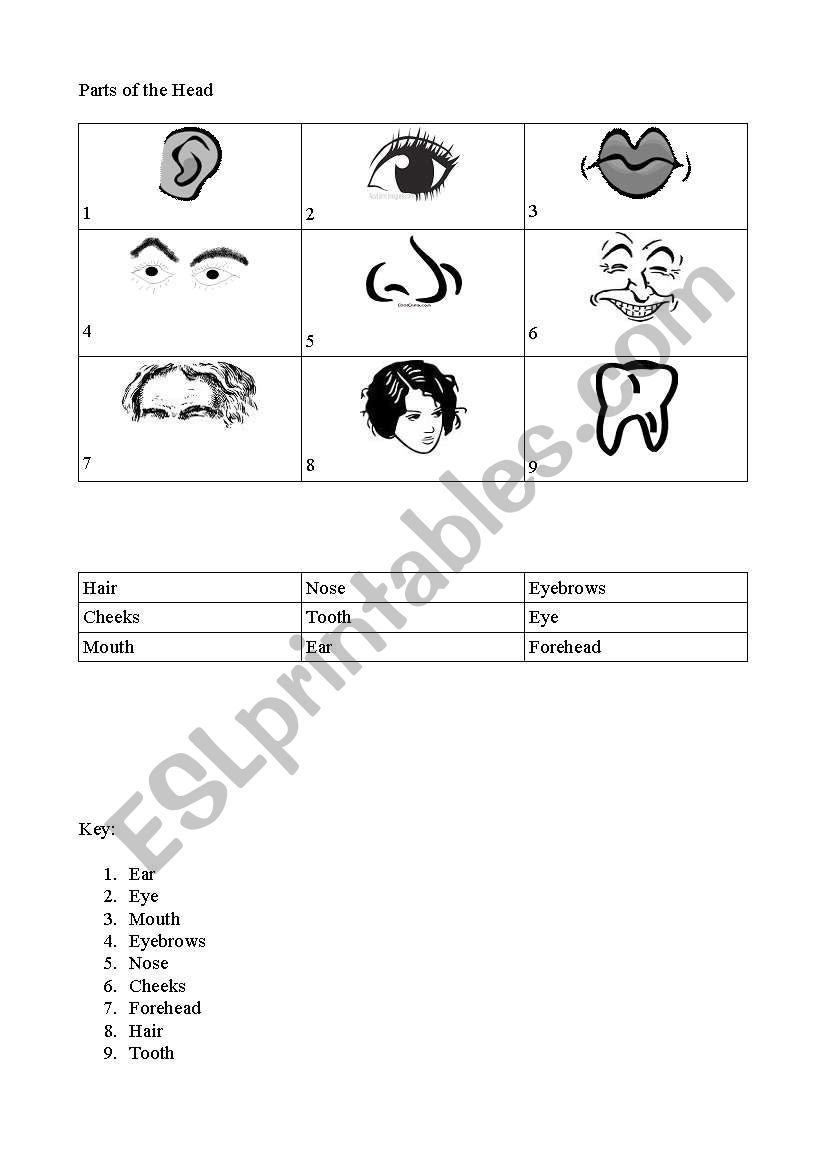 Parts of the Head worksheet