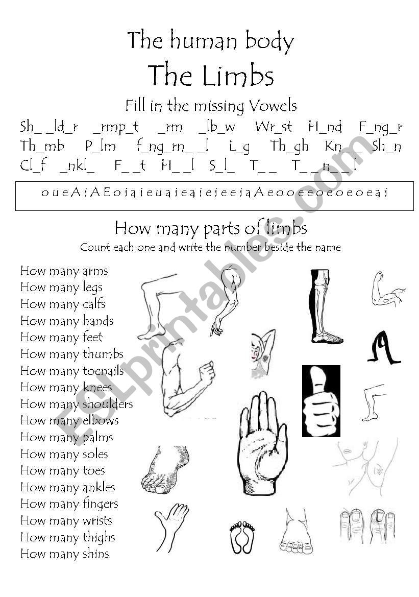 The Human Body - The Limbs final worksheet