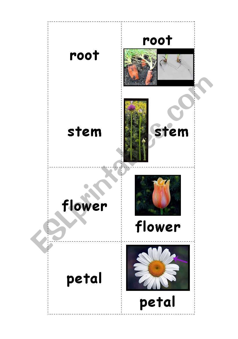 Plant Parts Memory Game worksheet