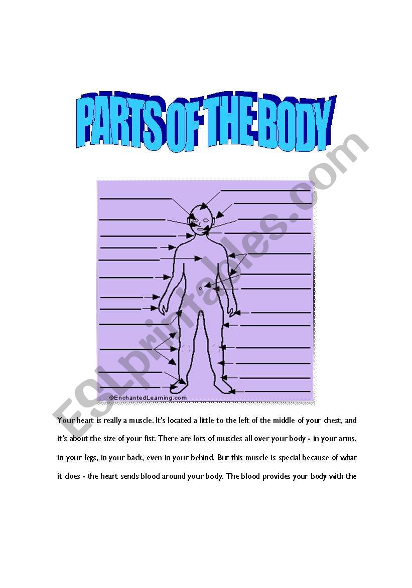 parts of teh body worksheet