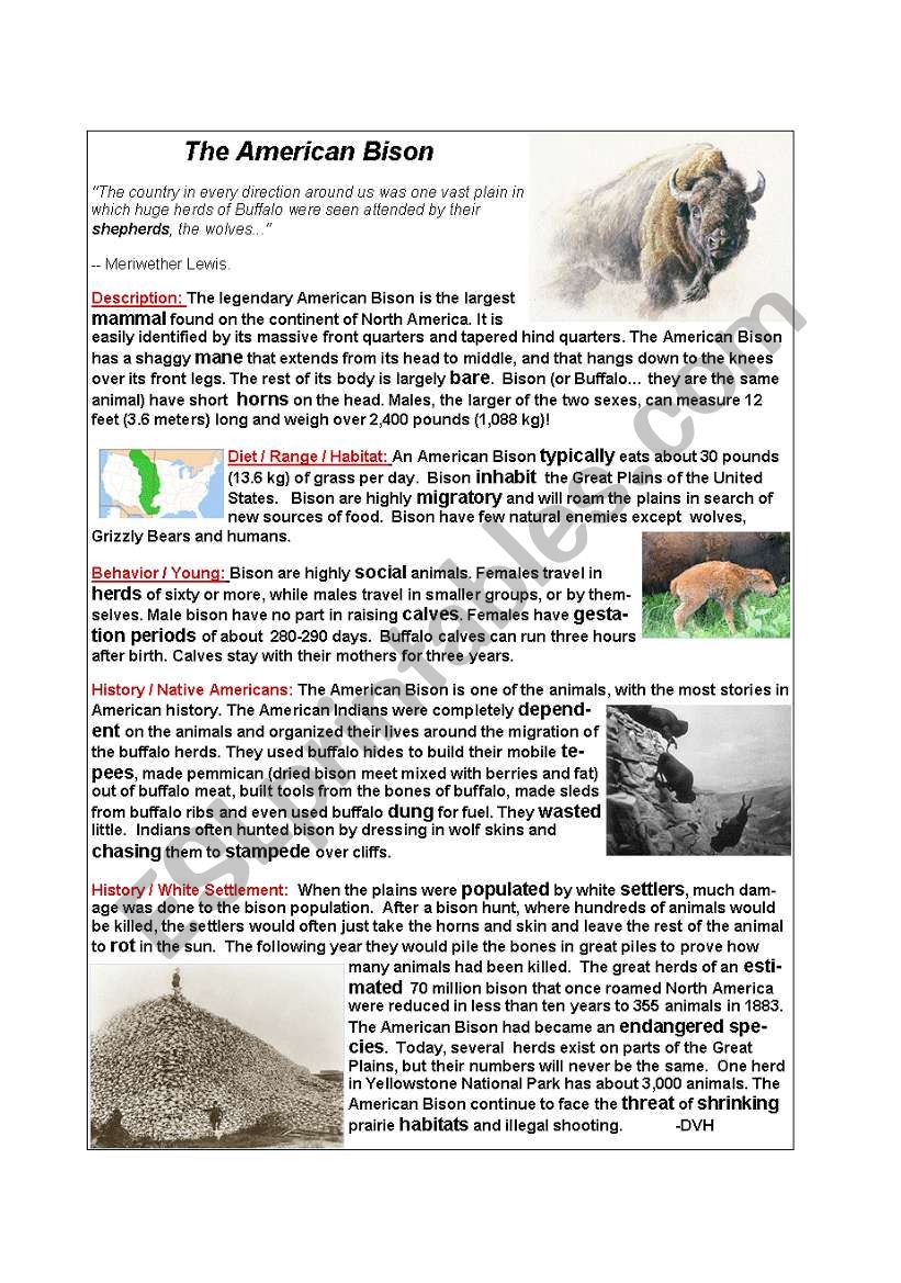 The American Bison worksheet