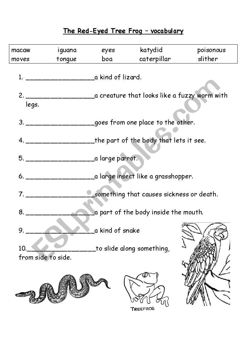 the red-eyed tree frog worksheet