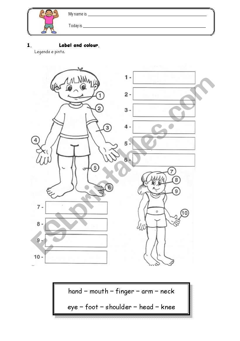 Body Parts (first part) worksheet