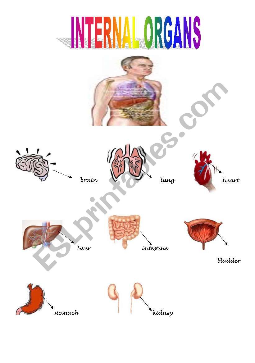 internal organs worksheet