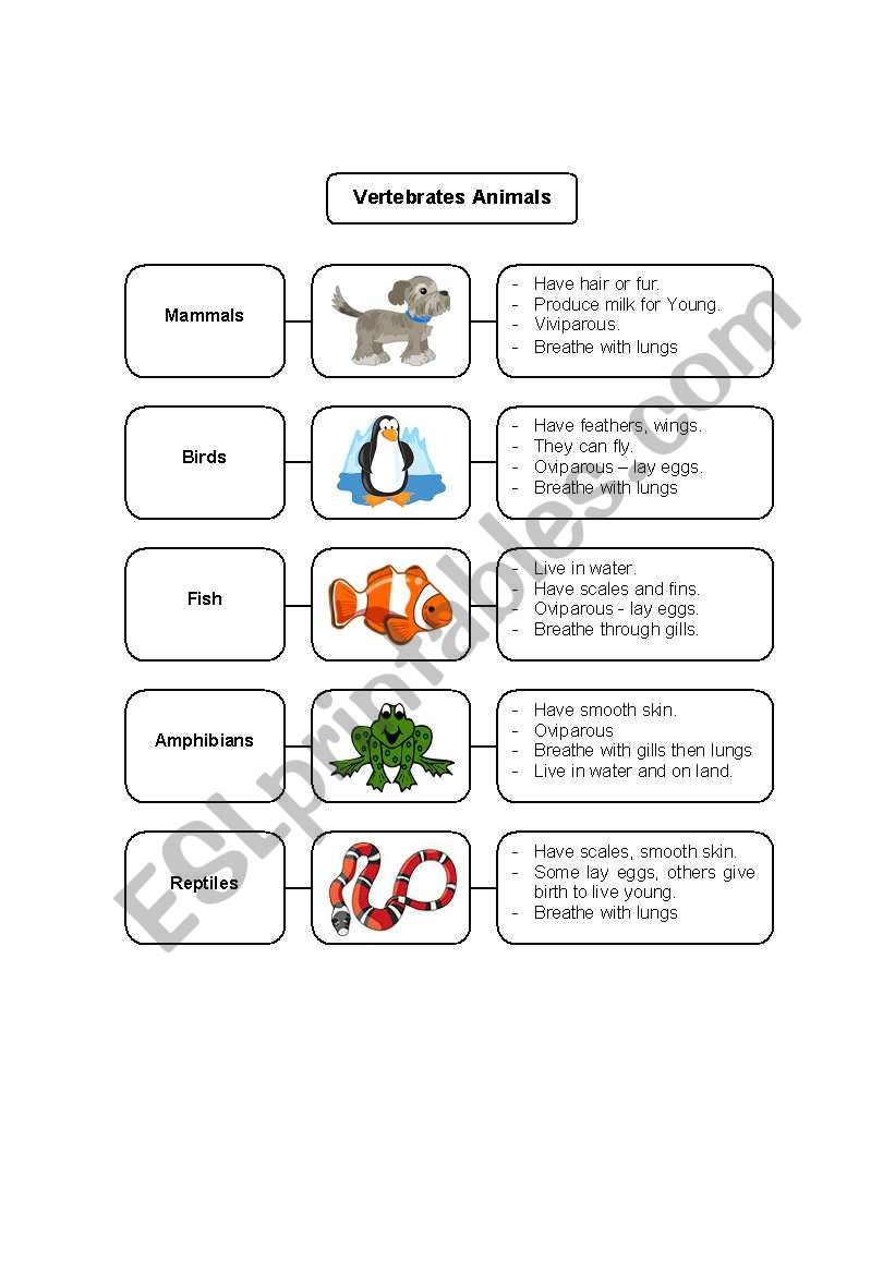 Vertebrate and Invertebrate Animals