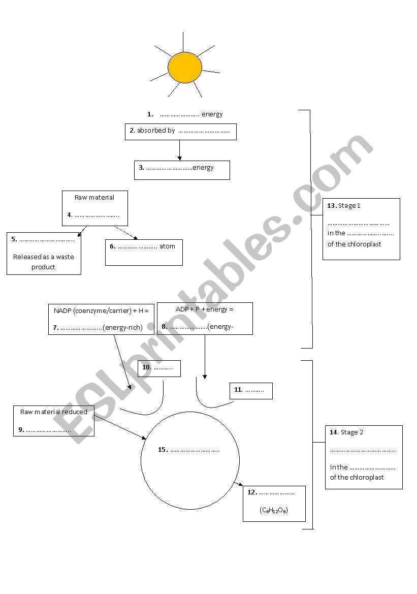 Photosynthesis worksheet worksheet