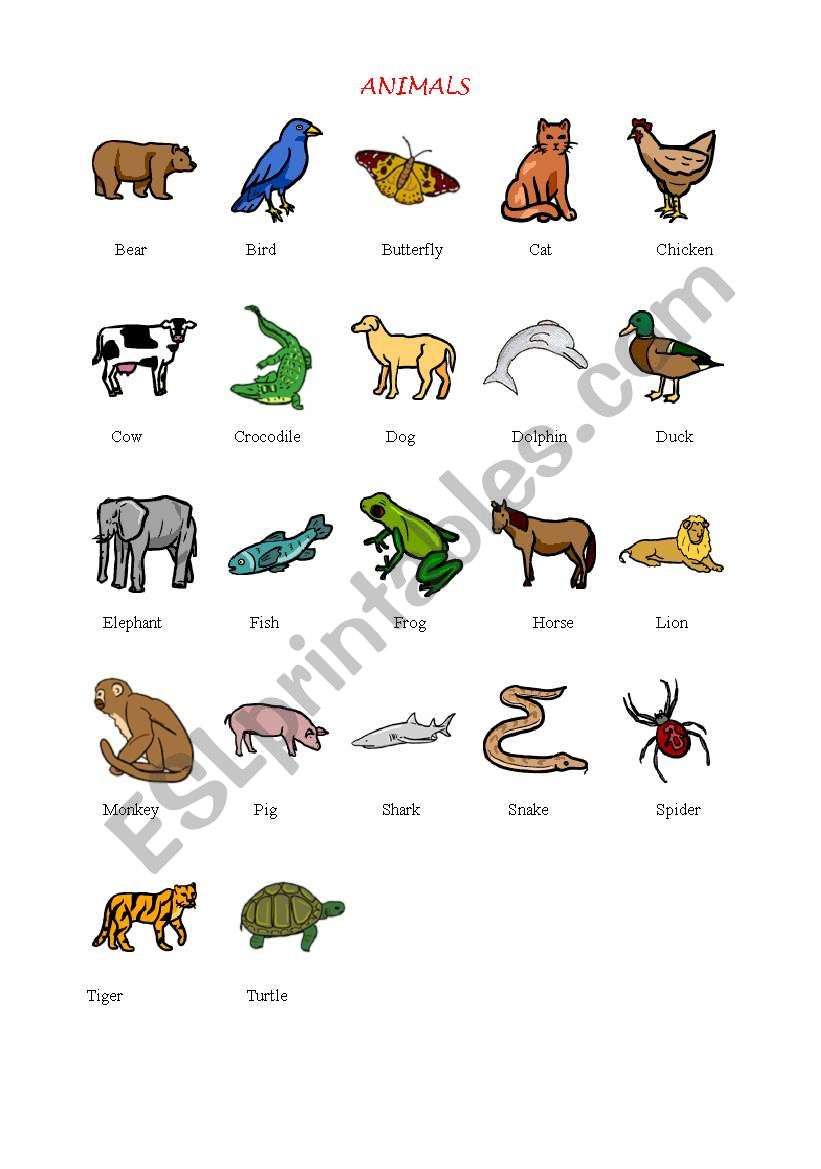 English worksheets: Animals