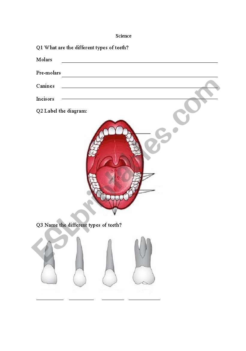 Teeth worksheet