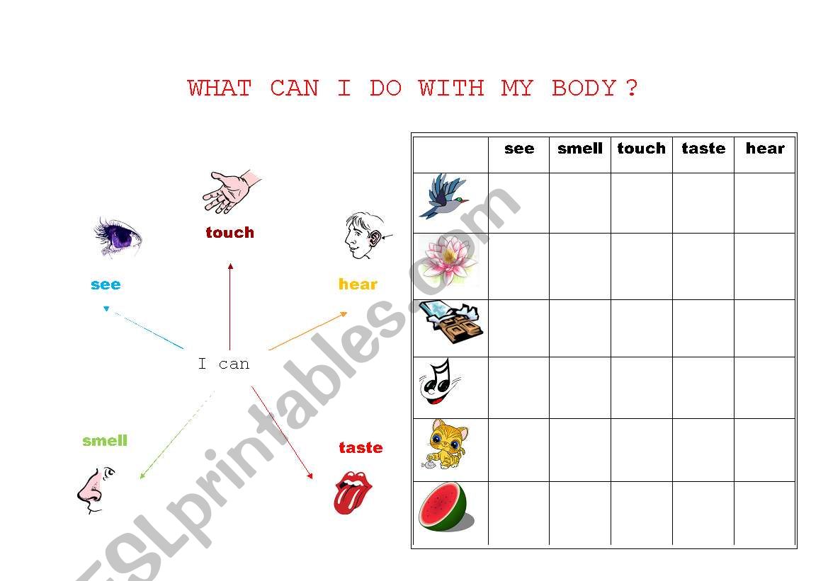 The body and the 5 senses worksheet