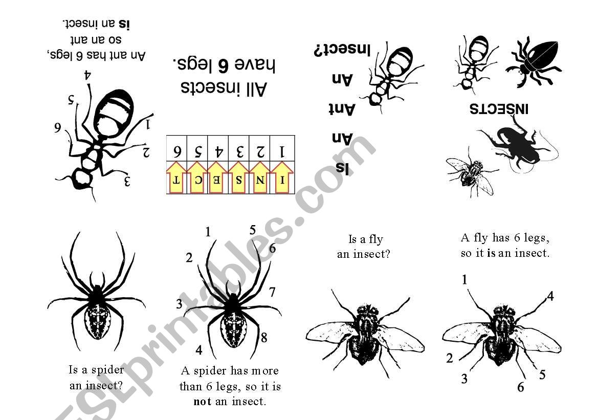 Is An Ant An Insect worksheet