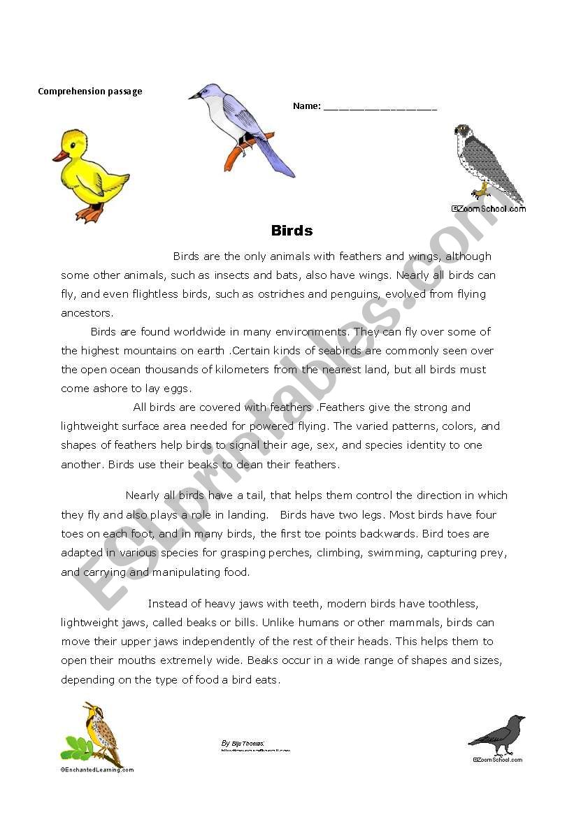 Birds worksheet