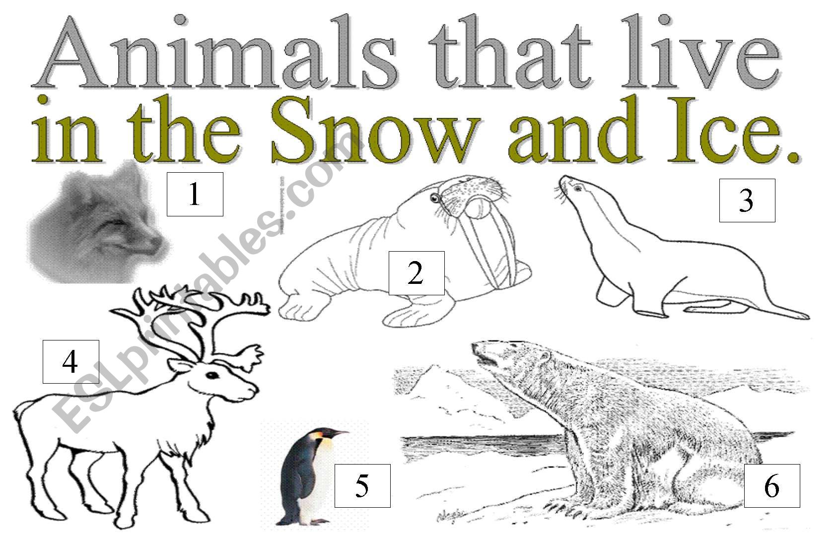 ANIMALS THAT LIVE IN THE SNOW AND ICE