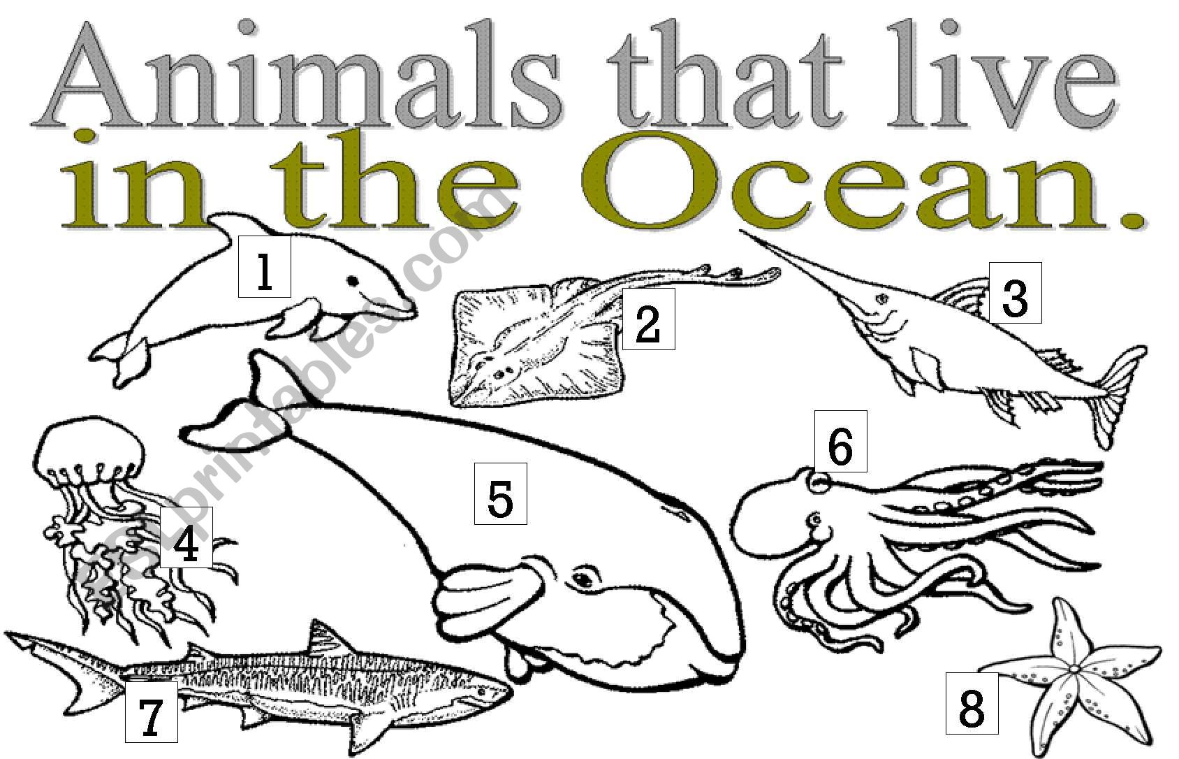 ANIMALS THAT LIVE IN THE OCEAN