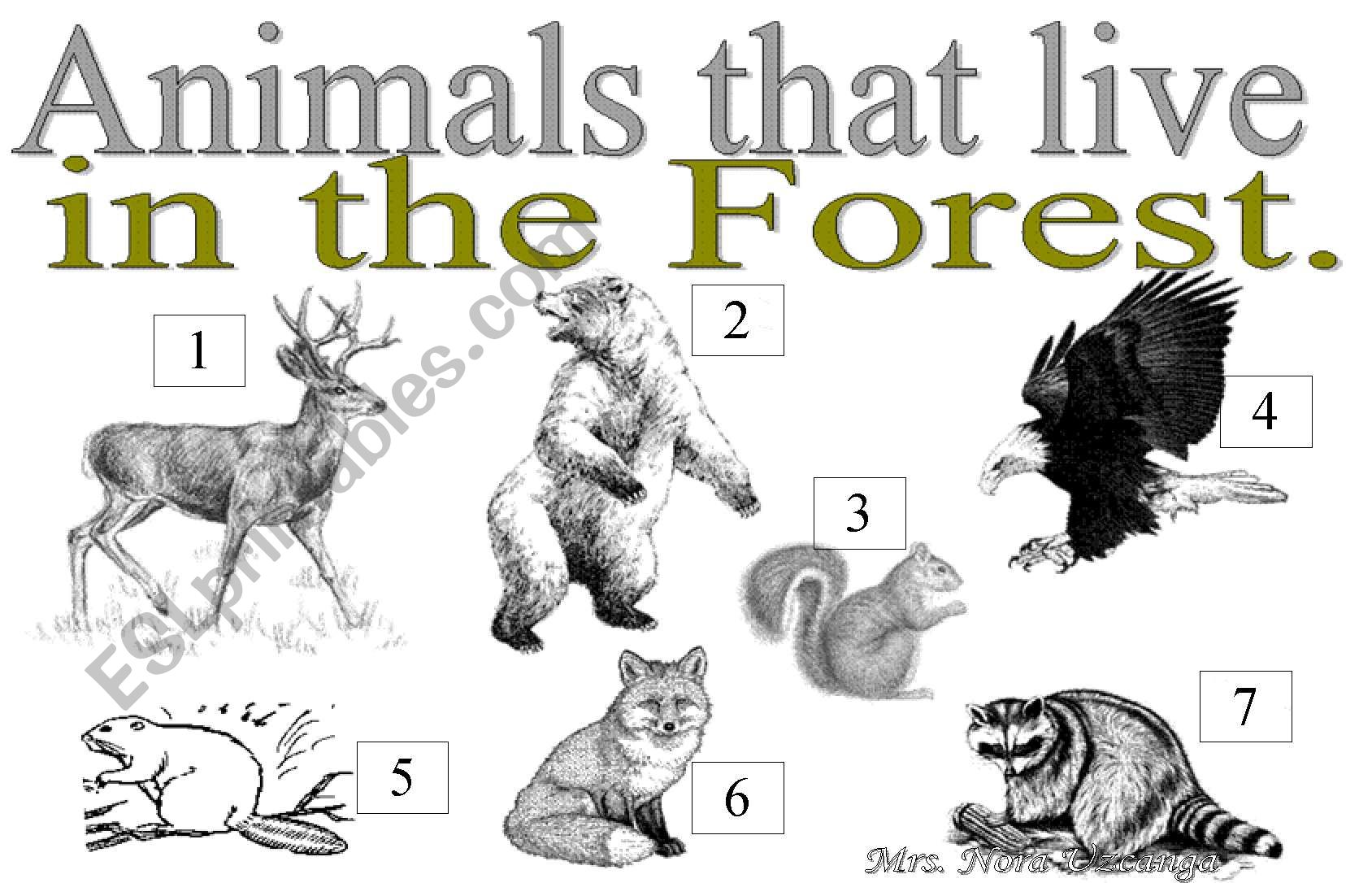 ANIMALS THAT LIVE IN THE FOREST