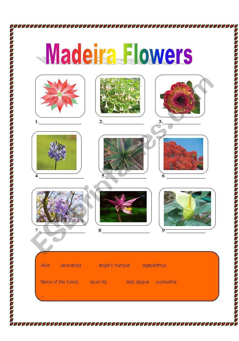 Madeiran flowers worksheet