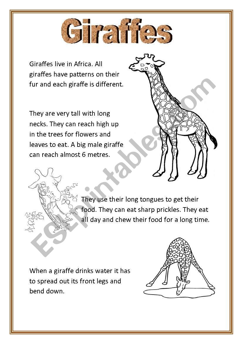 Giraffes worksheet