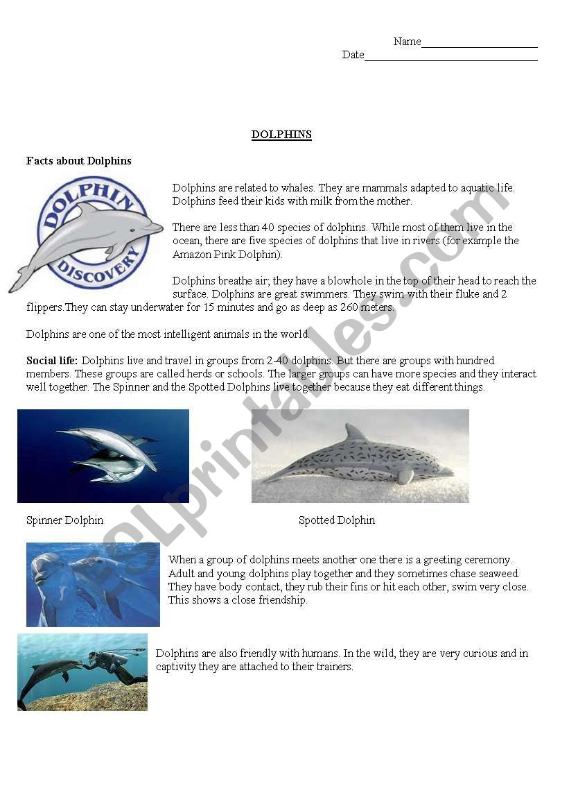 Dolphins worksheet