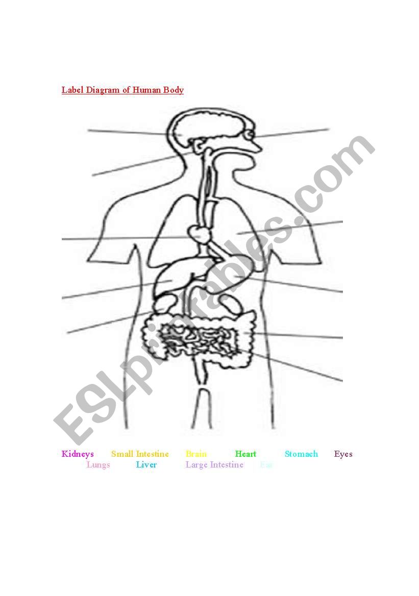 human body worksheet