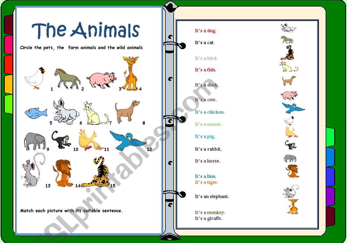 The animals worksheet