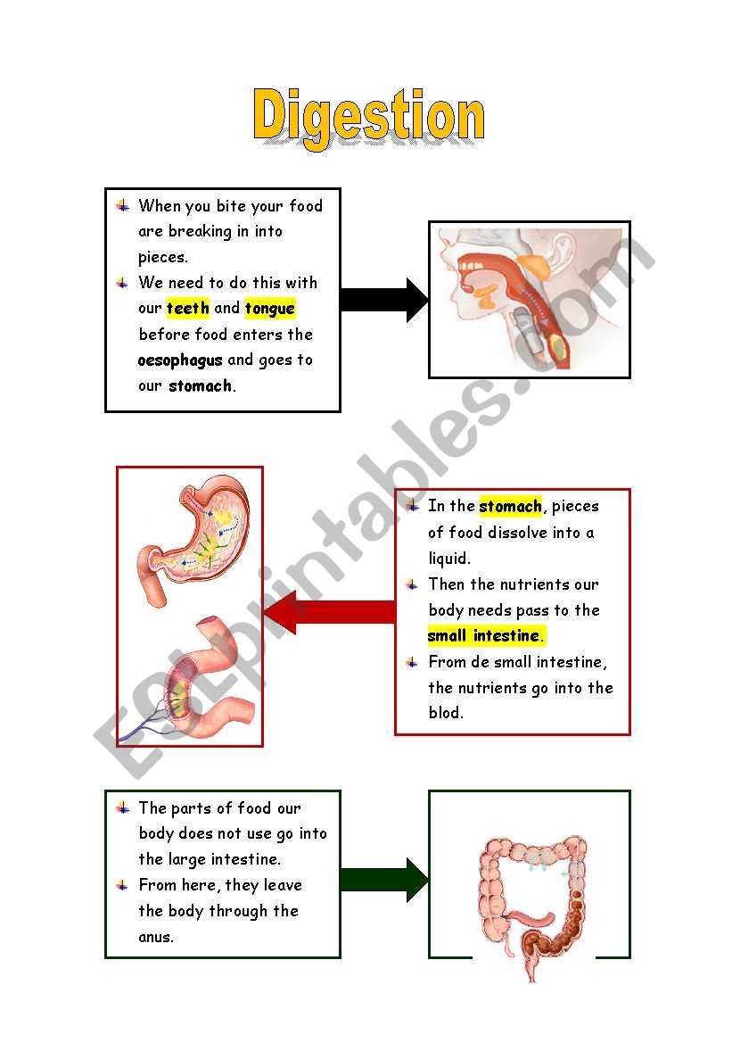 DIGESTION worksheet