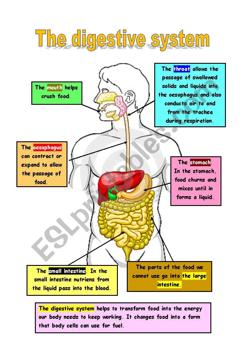 The digestion systlem worksheet