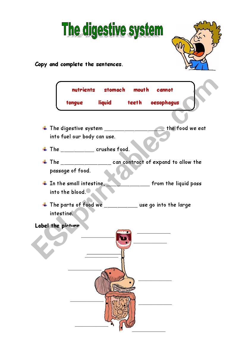 The digestive system activities - ESL worksheet by Mariola PdD For Digestive System Worksheet Answers