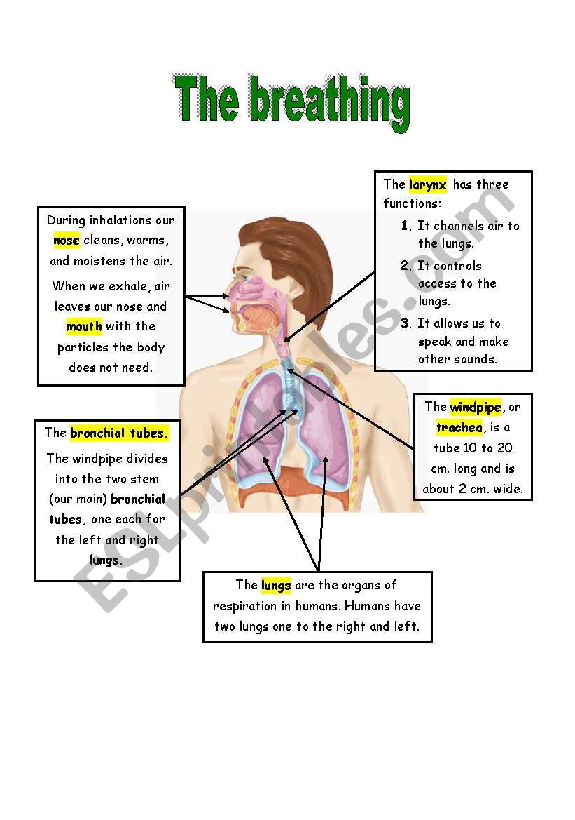 The breathing worksheet
