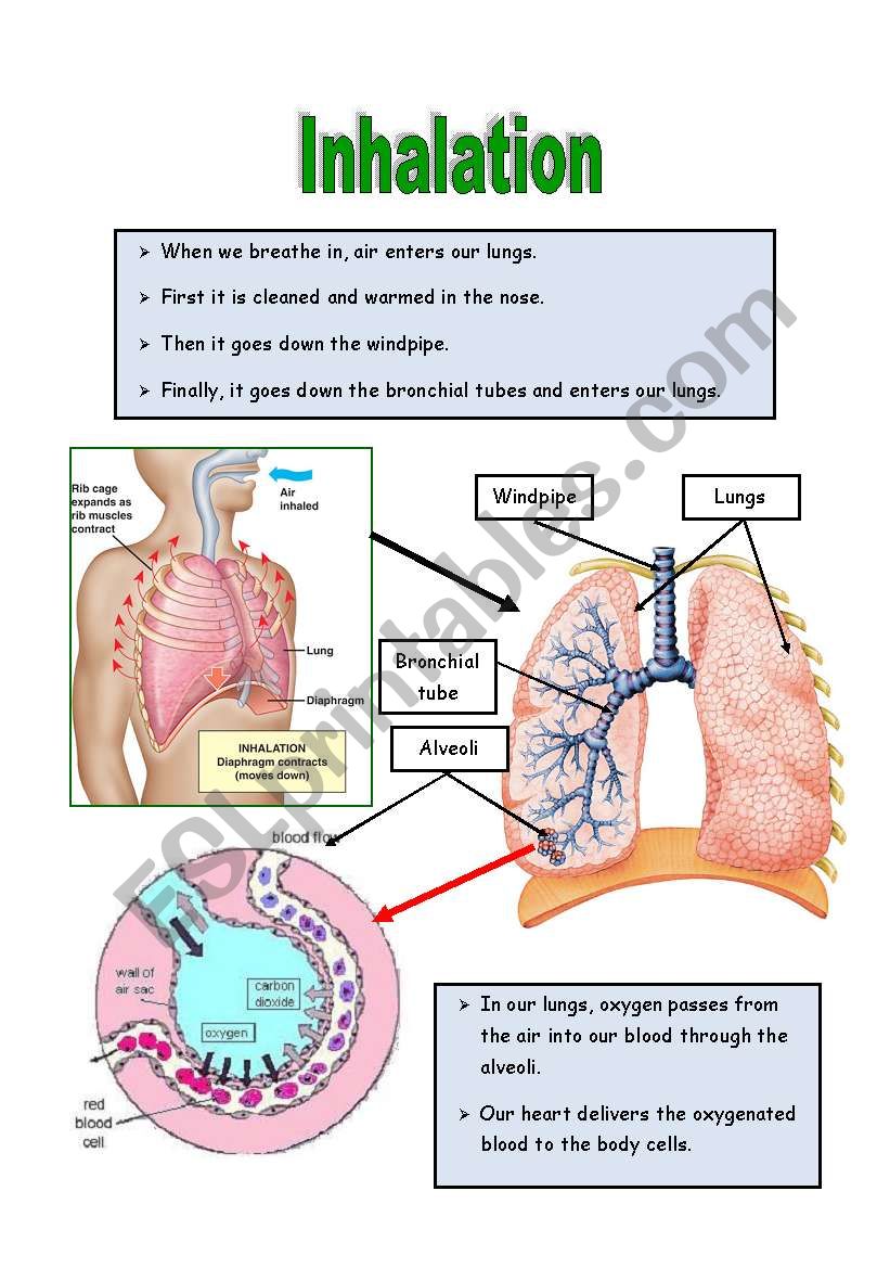 Inhalation worksheet
