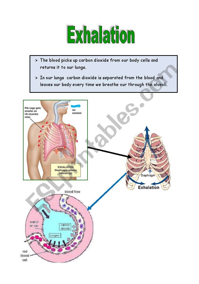 Exhalation worksheet