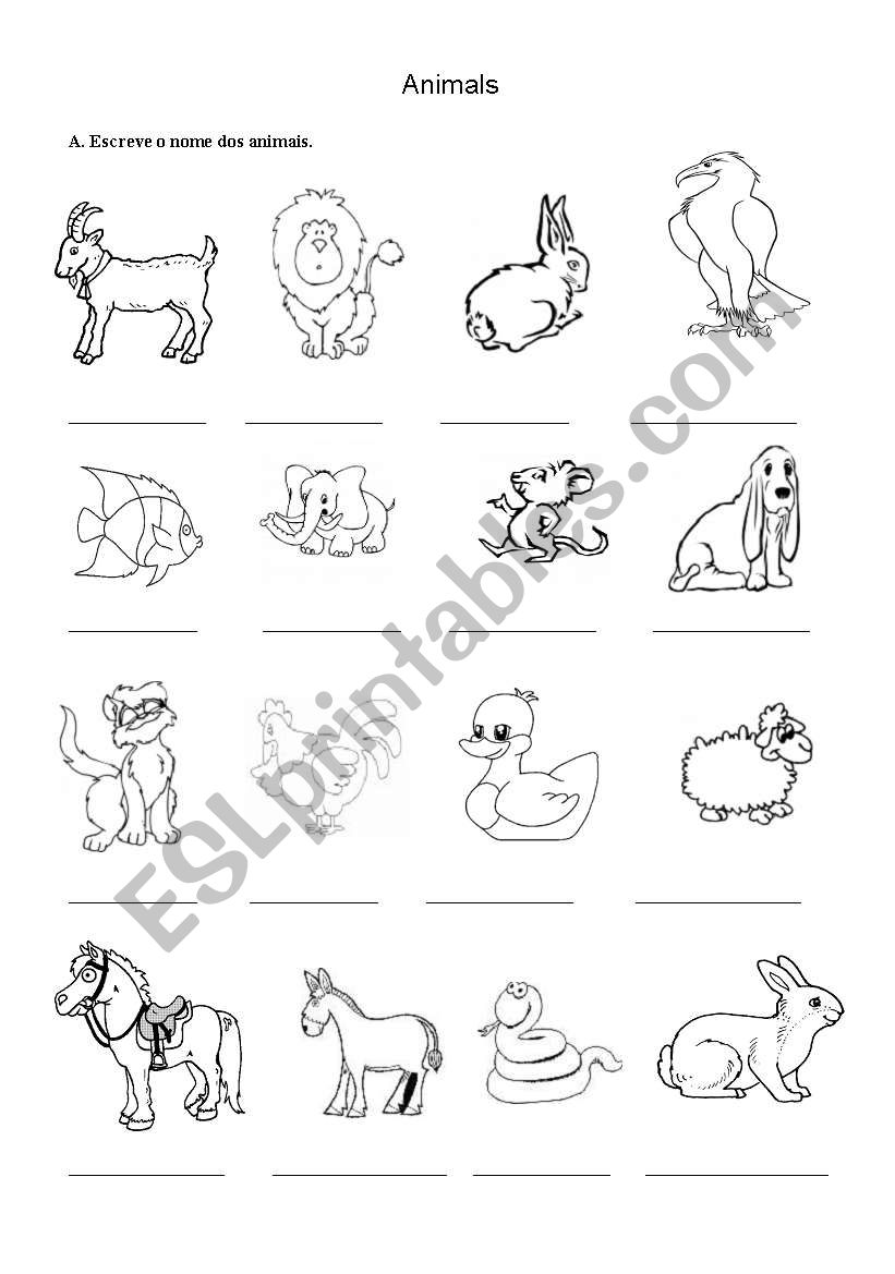 Animals  worksheet