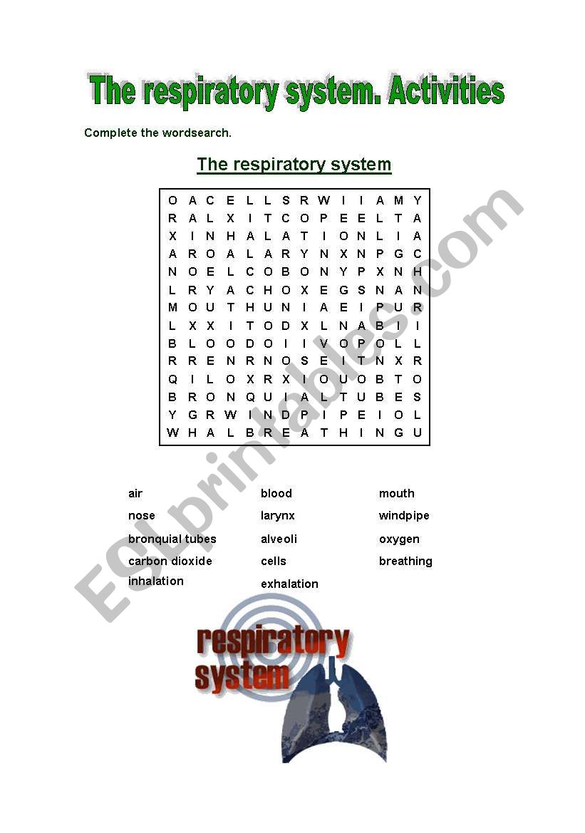 The respiratory system activities - ESL worksheet by Mariola PdD
