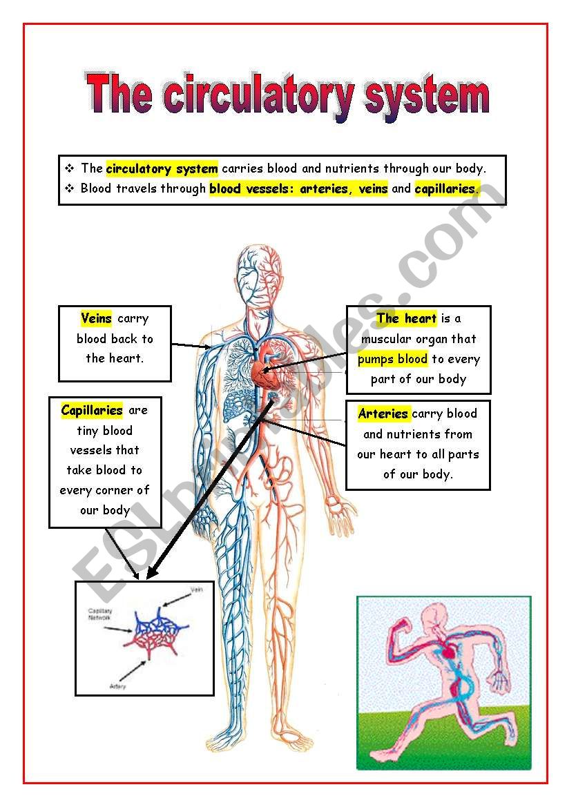 The circulatory system worksheet