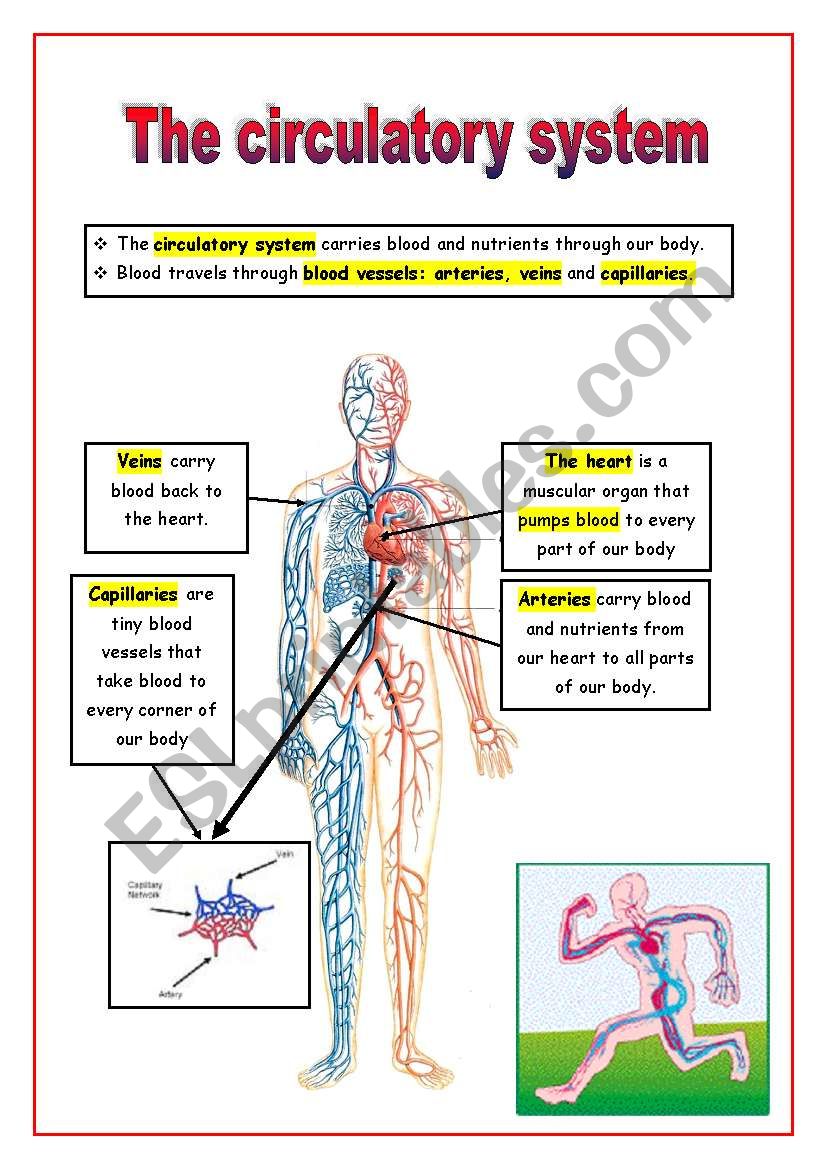 The Circulatory System Worksheet