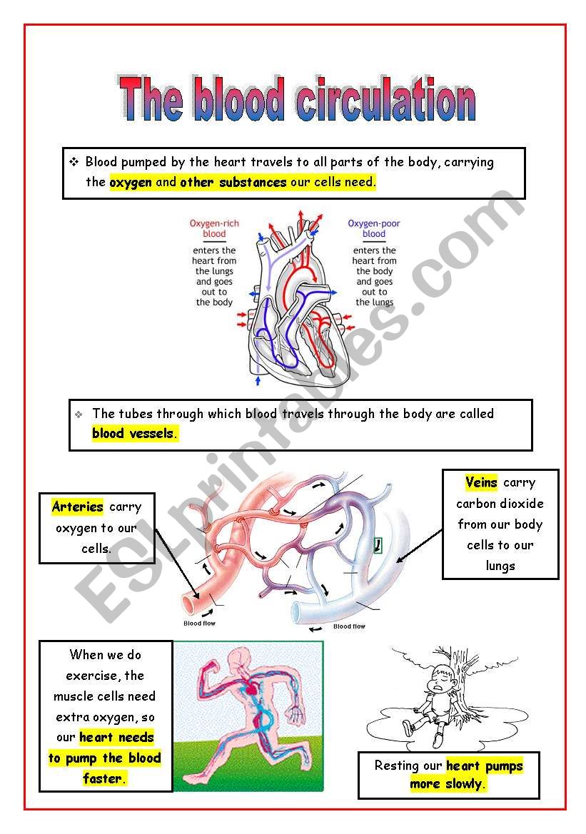 The blood circulation worksheet