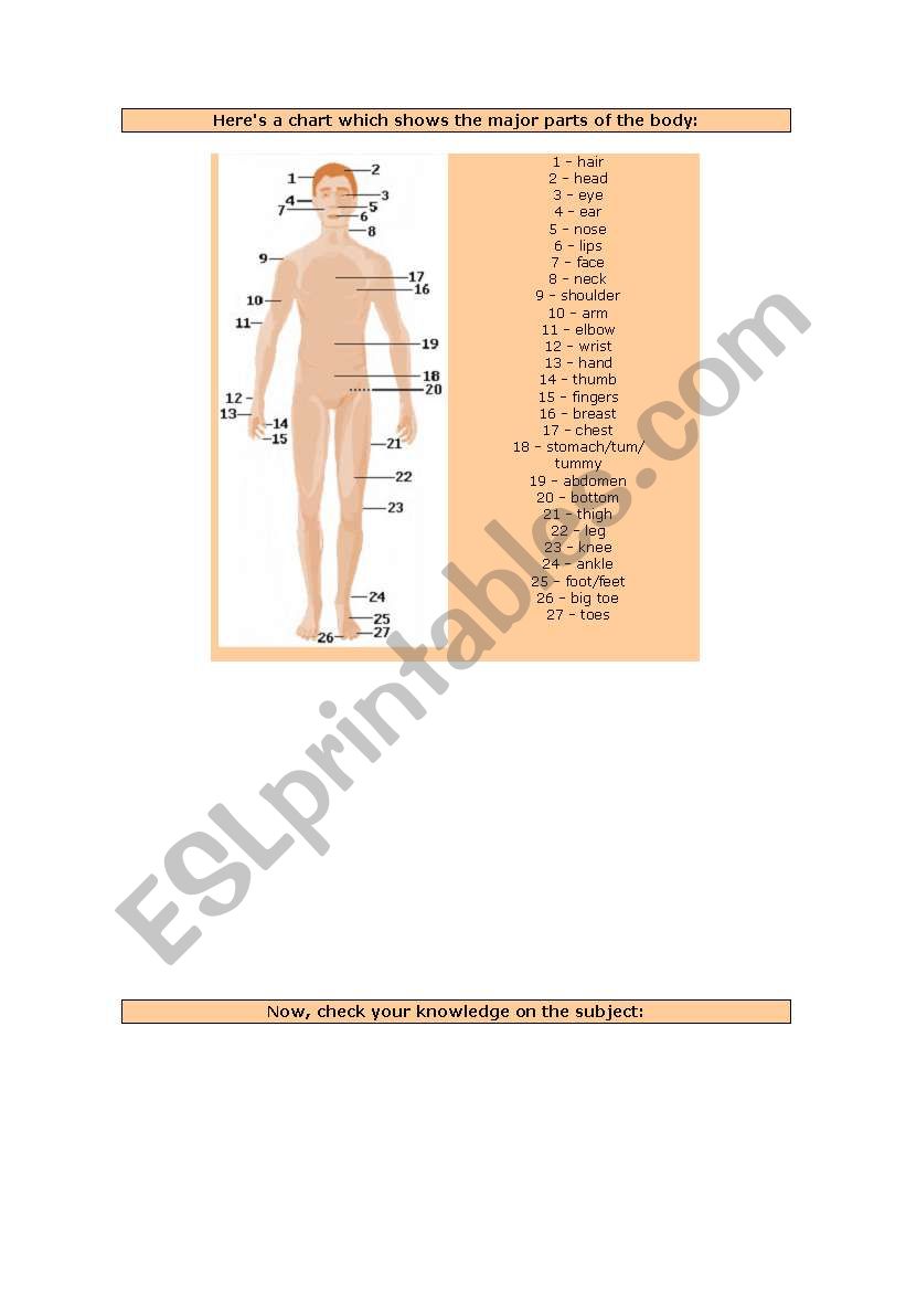 Body Parts worksheet