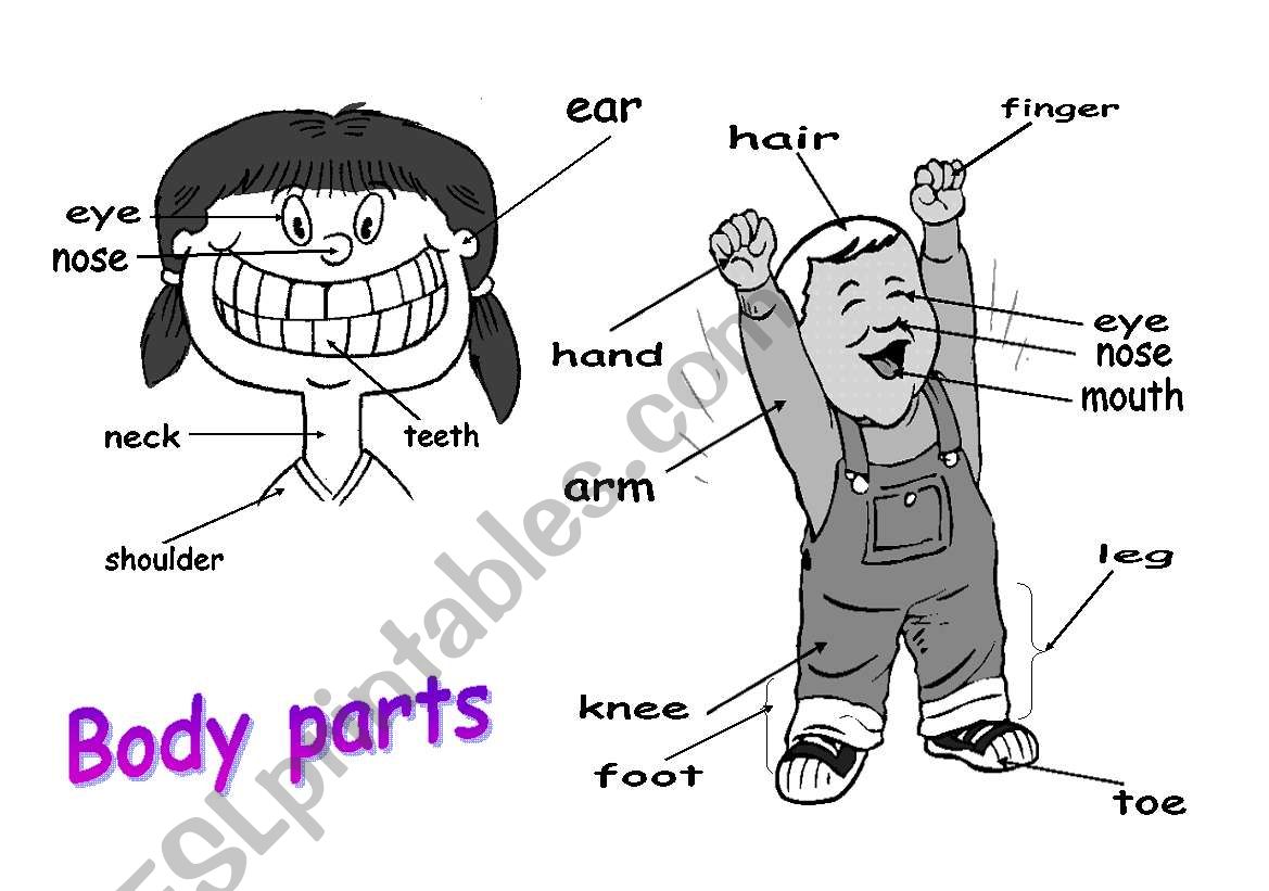 Body parts worksheet