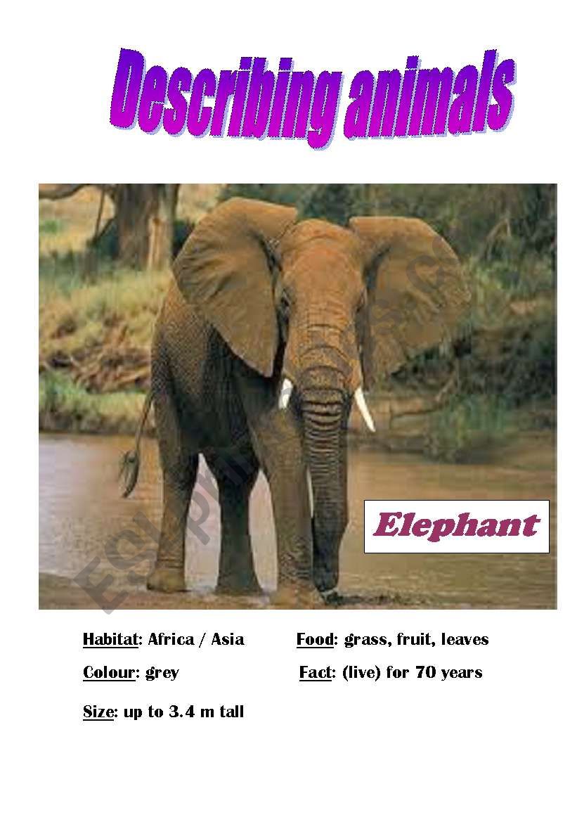 Describing animals (SPEAKING CARD) Part 4