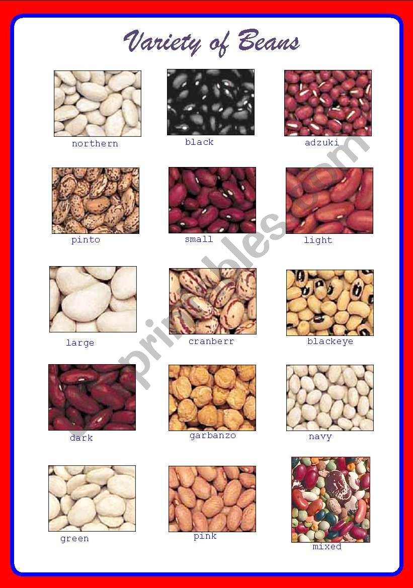 Variety of Beans ** fully editable