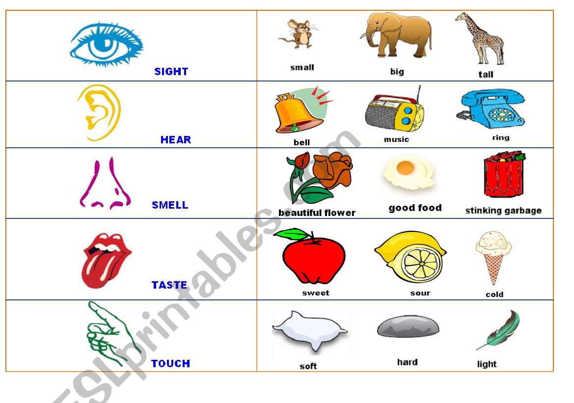 Sensorials (Body Parts) worksheet