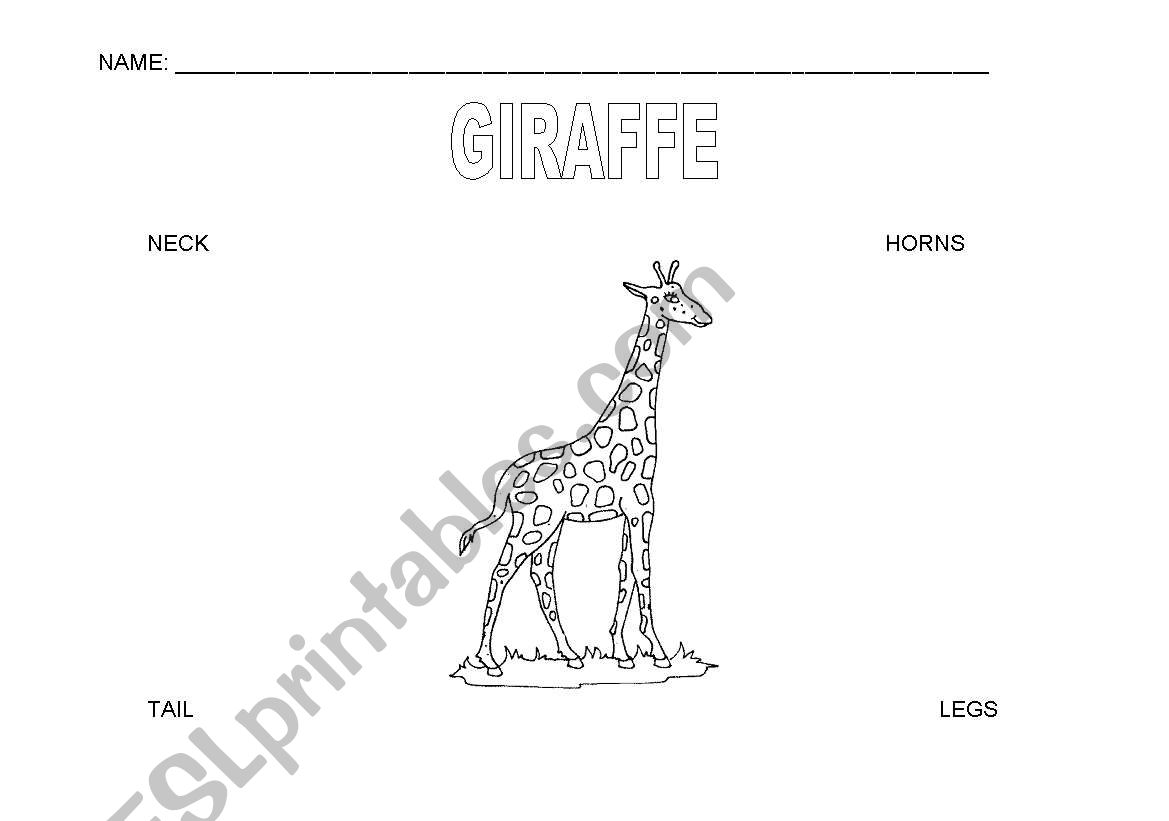 parts of the body worksheet